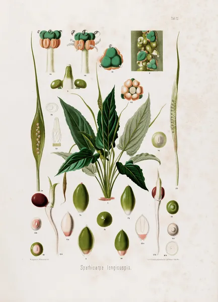 Aroideae Maximilianae Pl.12 av Heinrich Wilhelm Schott