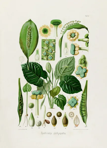 Aroideae Maximilianae Pl.13 av Heinrich Wilhelm Schott