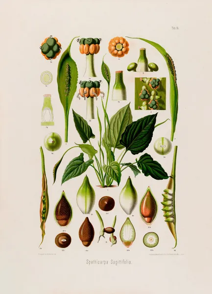 Aroideae Maximilianae Pl.14 av Heinrich Wilhelm Schott