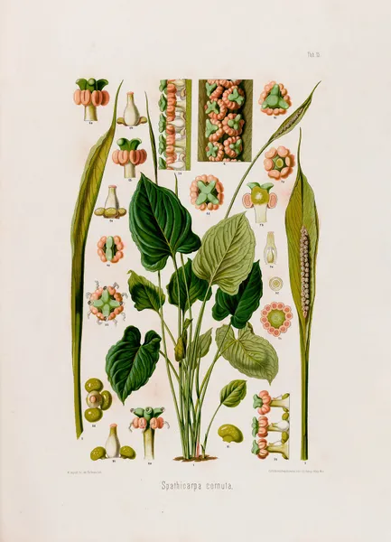Aroideae Maximilianae Pl.15 av Heinrich Wilhelm Schott