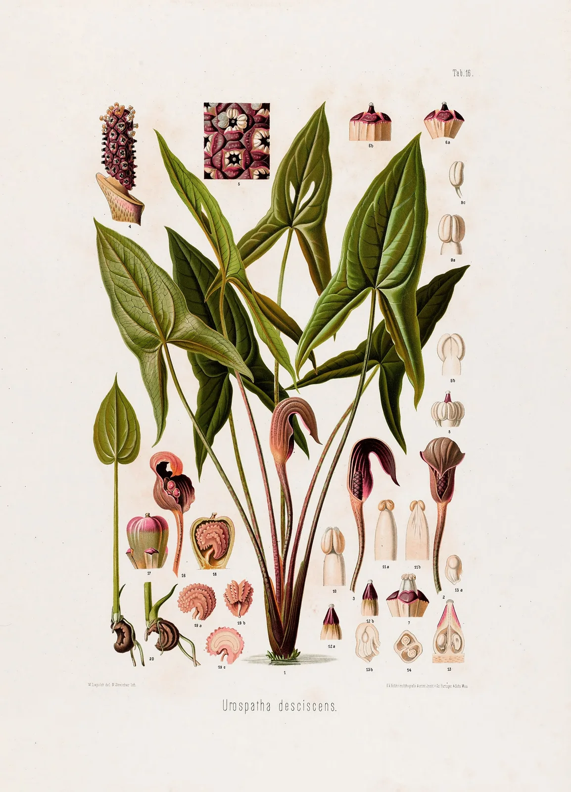 Aroideae Maximilianae Pl.16 av Heinrich Wilhelm Schott