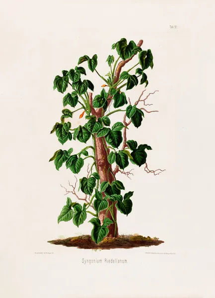 Aroideae Maximilianae Pl.17 av Heinrich Wilhelm Schott