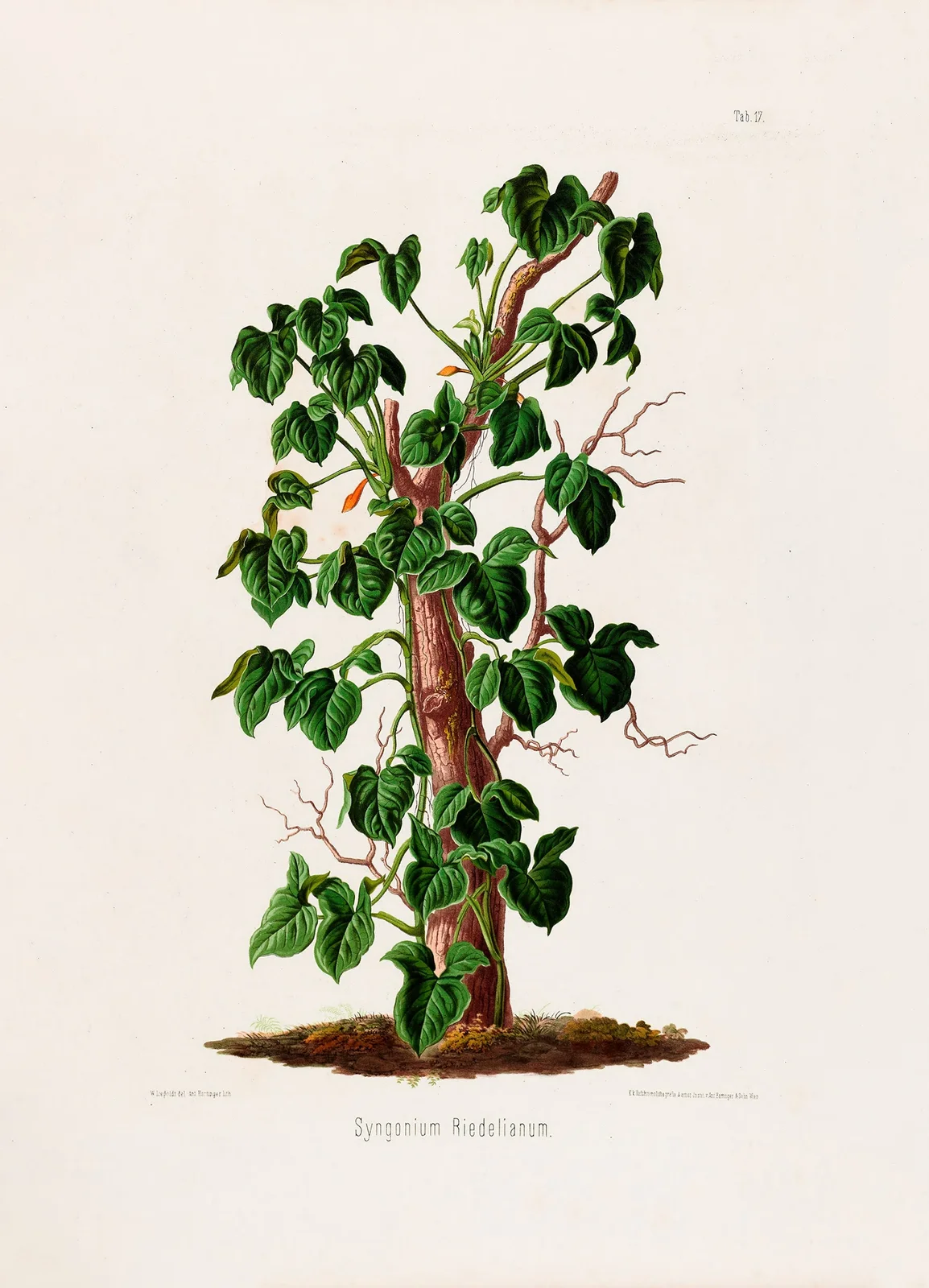 Aroideae Maximilianae Pl.17 av Heinrich Wilhelm Schott