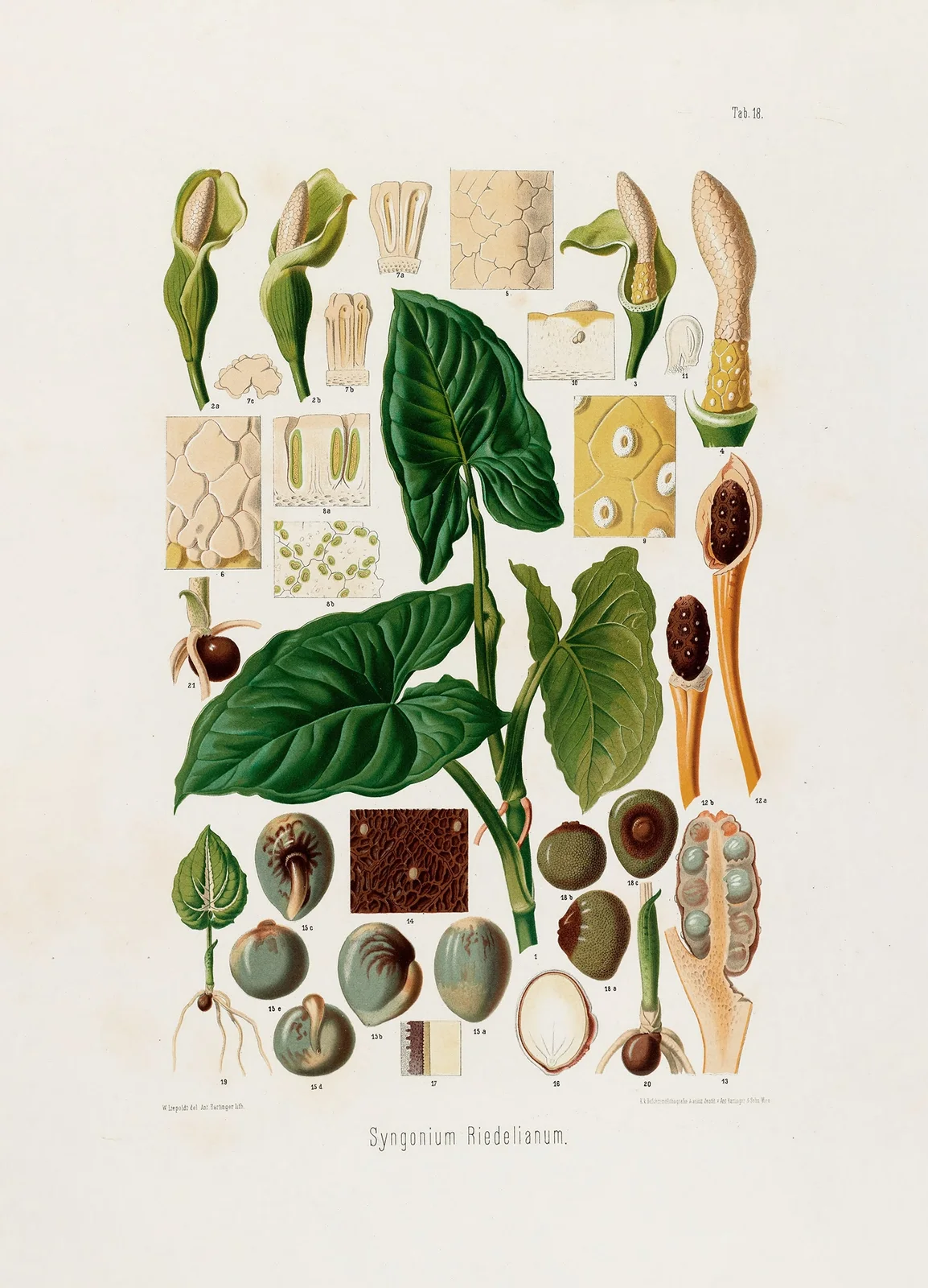 Aroideae Maximilianae Pl.18 av Heinrich Wilhelm Schott