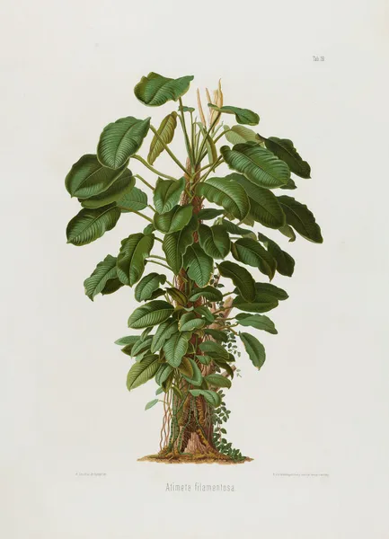Aroideae Maximilianae Pl.19 av Heinrich Wilhelm Schott
