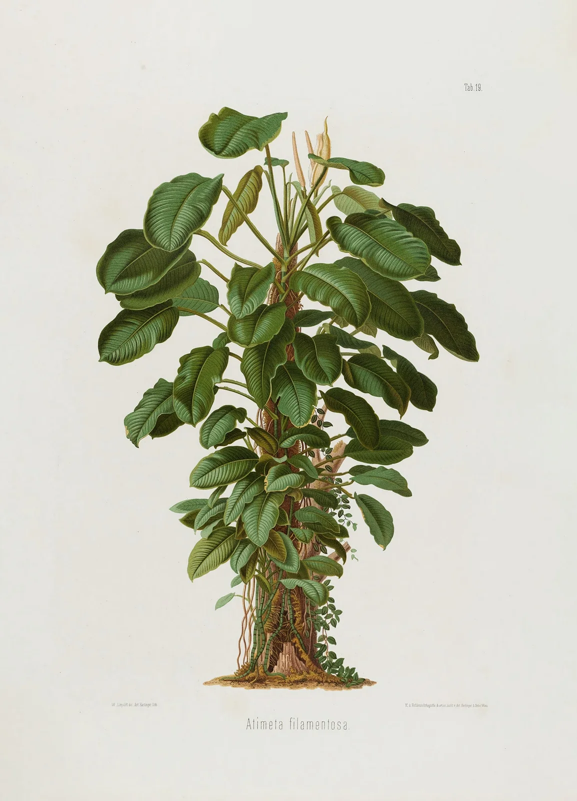 Aroideae Maximilianae Pl.19 av Heinrich Wilhelm Schott