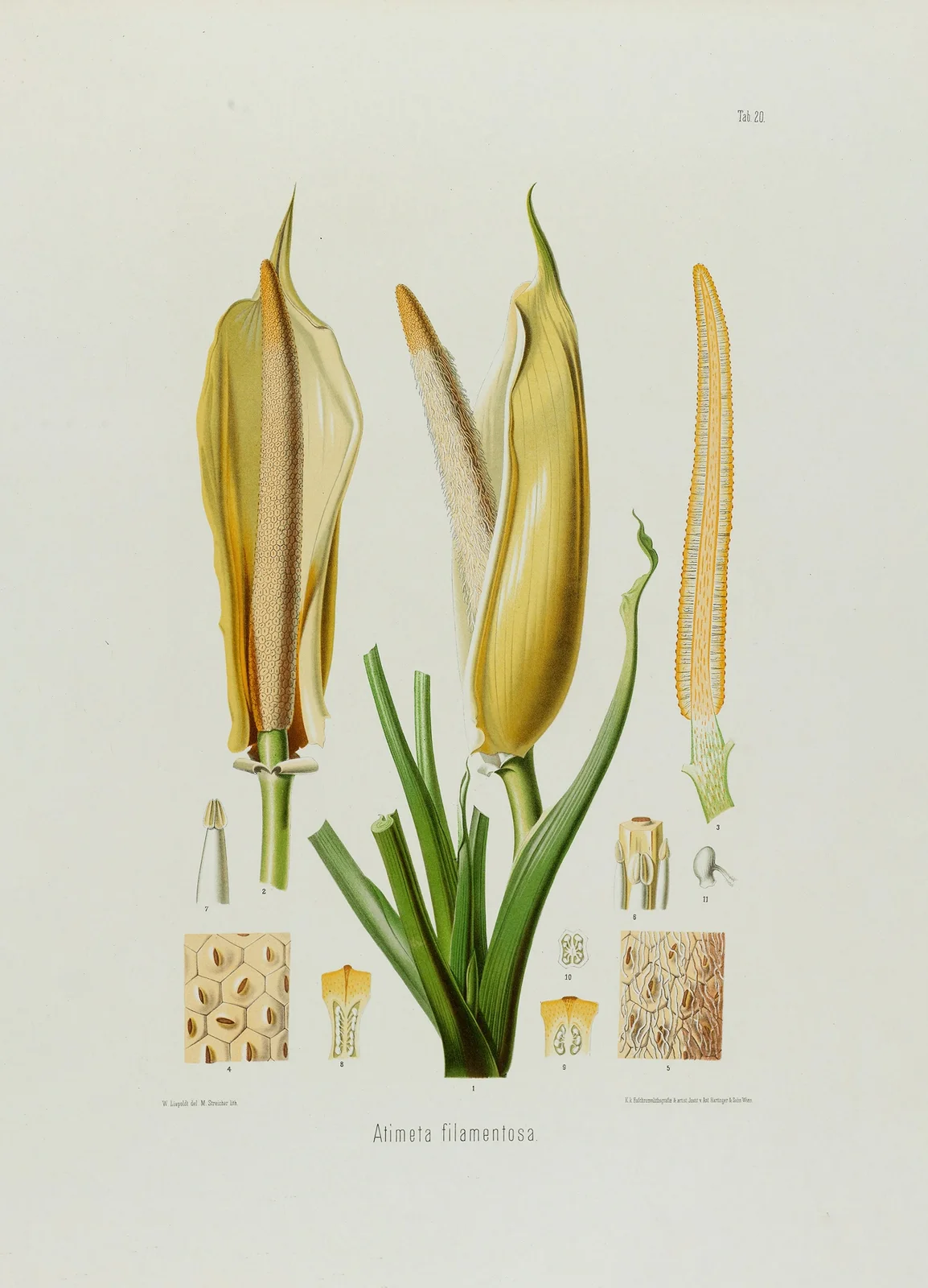 Aroideae Maximilianae Pl.20 av Heinrich Wilhelm Schott