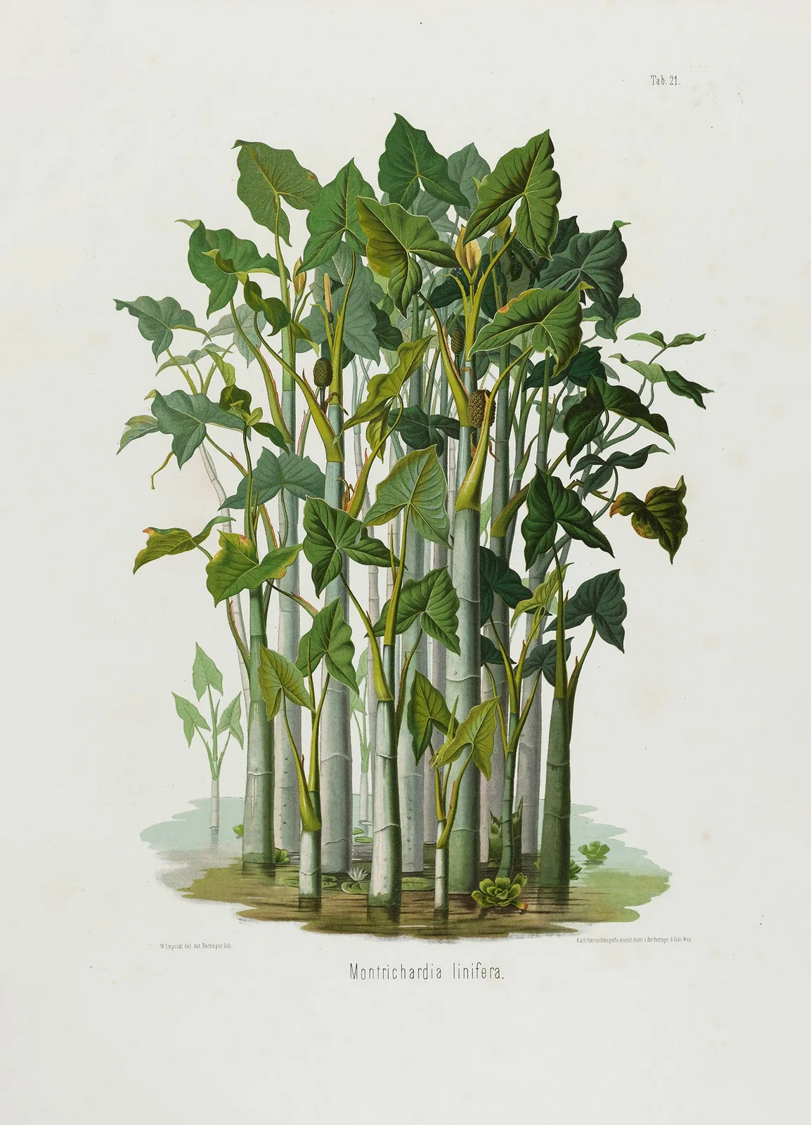 Aroideae Maximilianae Pl.21 av Heinrich Wilhelm Schott