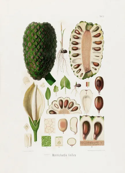 Aroideae Maximilianae Pl.22 av Heinrich Wilhelm Schott