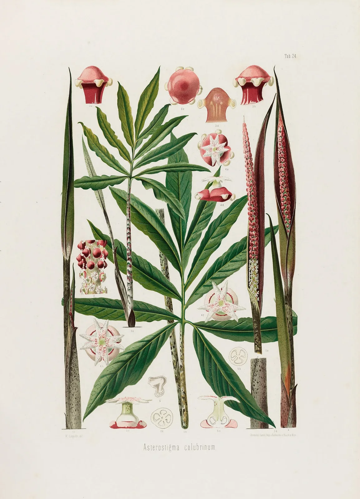 Aroideae Maximilianae Pl.24 av Heinrich Wilhelm Schott