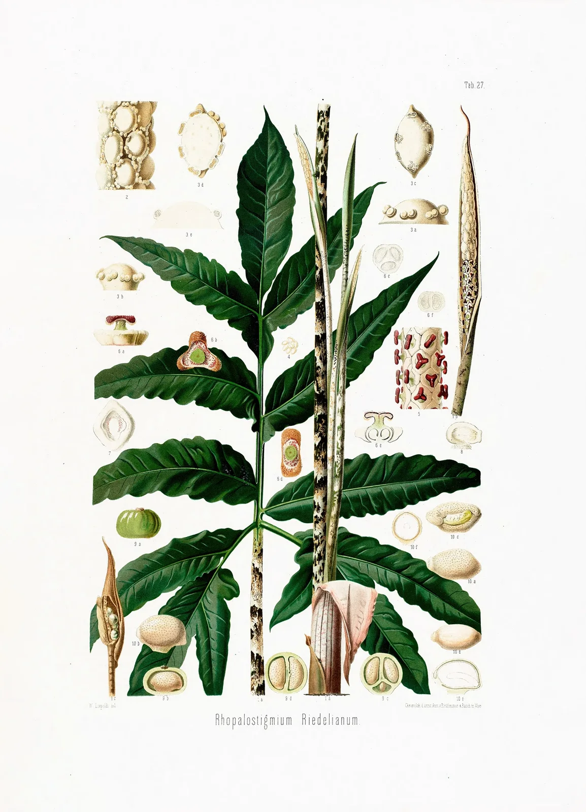 Aroideae Maximilianae Pl.27 av Heinrich Wilhelm Schott