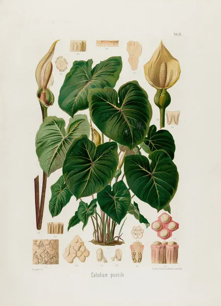 Aroideae Maximilianae Pl.28 av Heinrich Wilhelm Schott