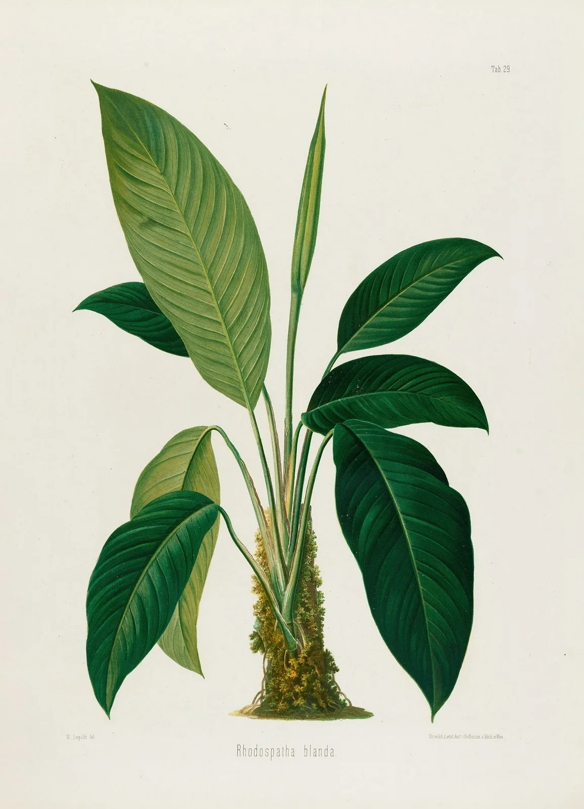 Aroideae Maximilianae Pl.29 av Heinrich Wilhelm Schott