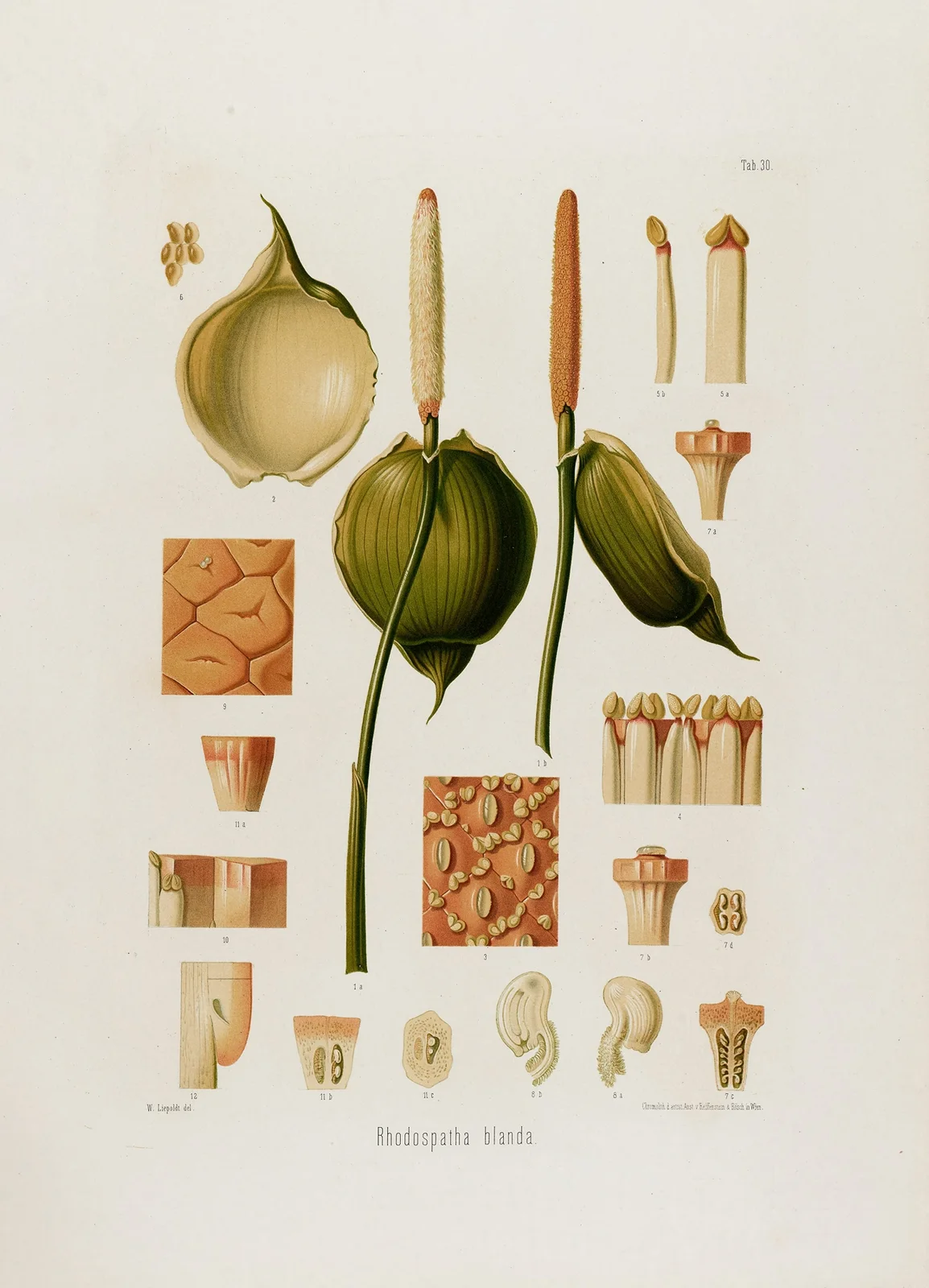 Aroideae Maximilianae Pl.30 av Heinrich Wilhelm Schott