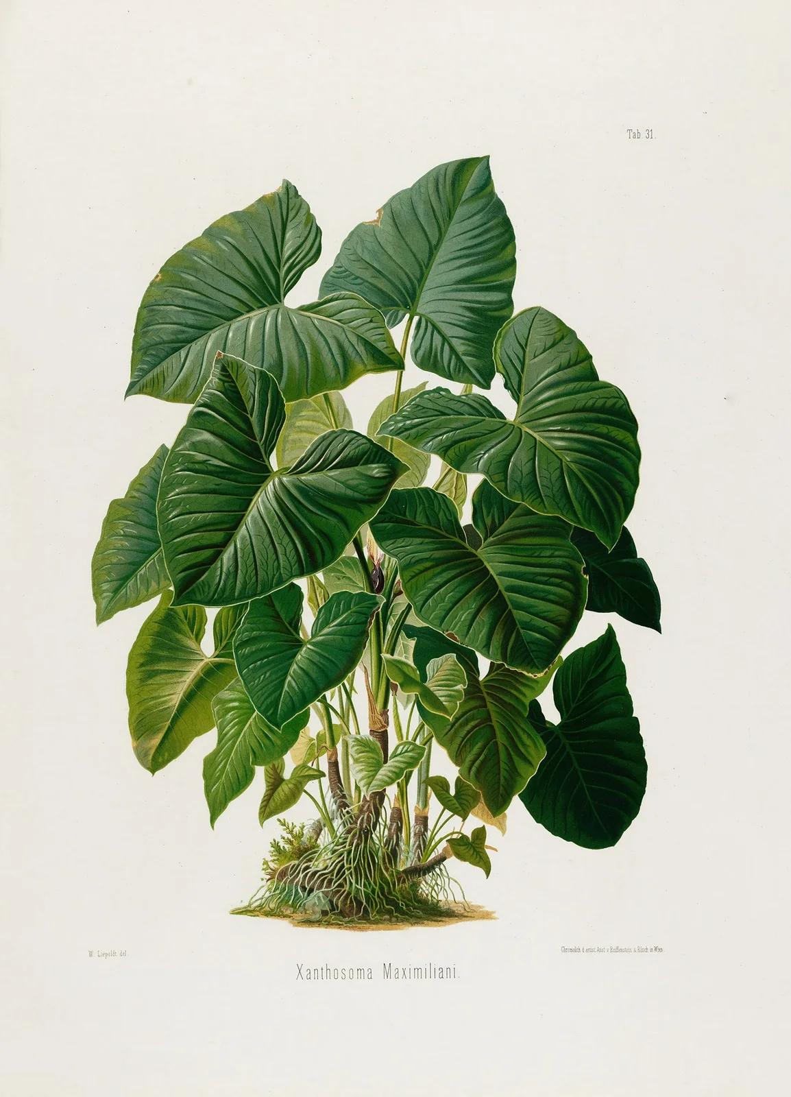 Aroideae Maximilianae Pl.31 av Heinrich Wilhelm Schott