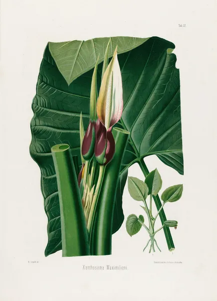 Aroideae Maximilianae Pl.32 av Heinrich Wilhelm Schott