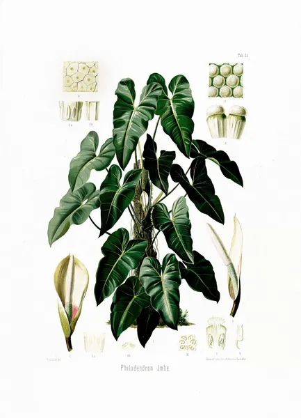 Aroideae Maximilianae Pl.34 av Heinrich Wilhelm Schott