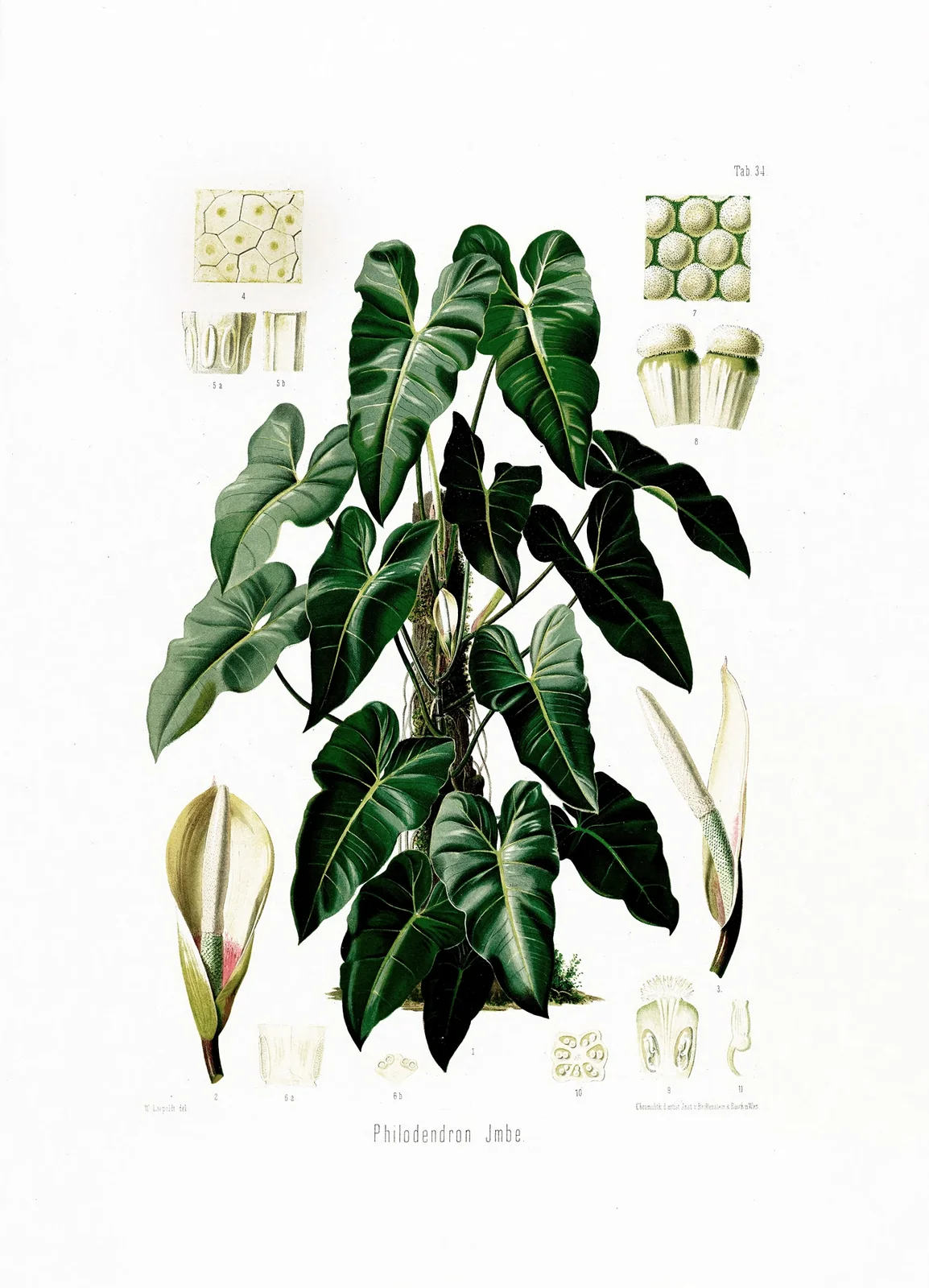 Aroideae Maximilianae Pl.34 av Heinrich Wilhelm Schott