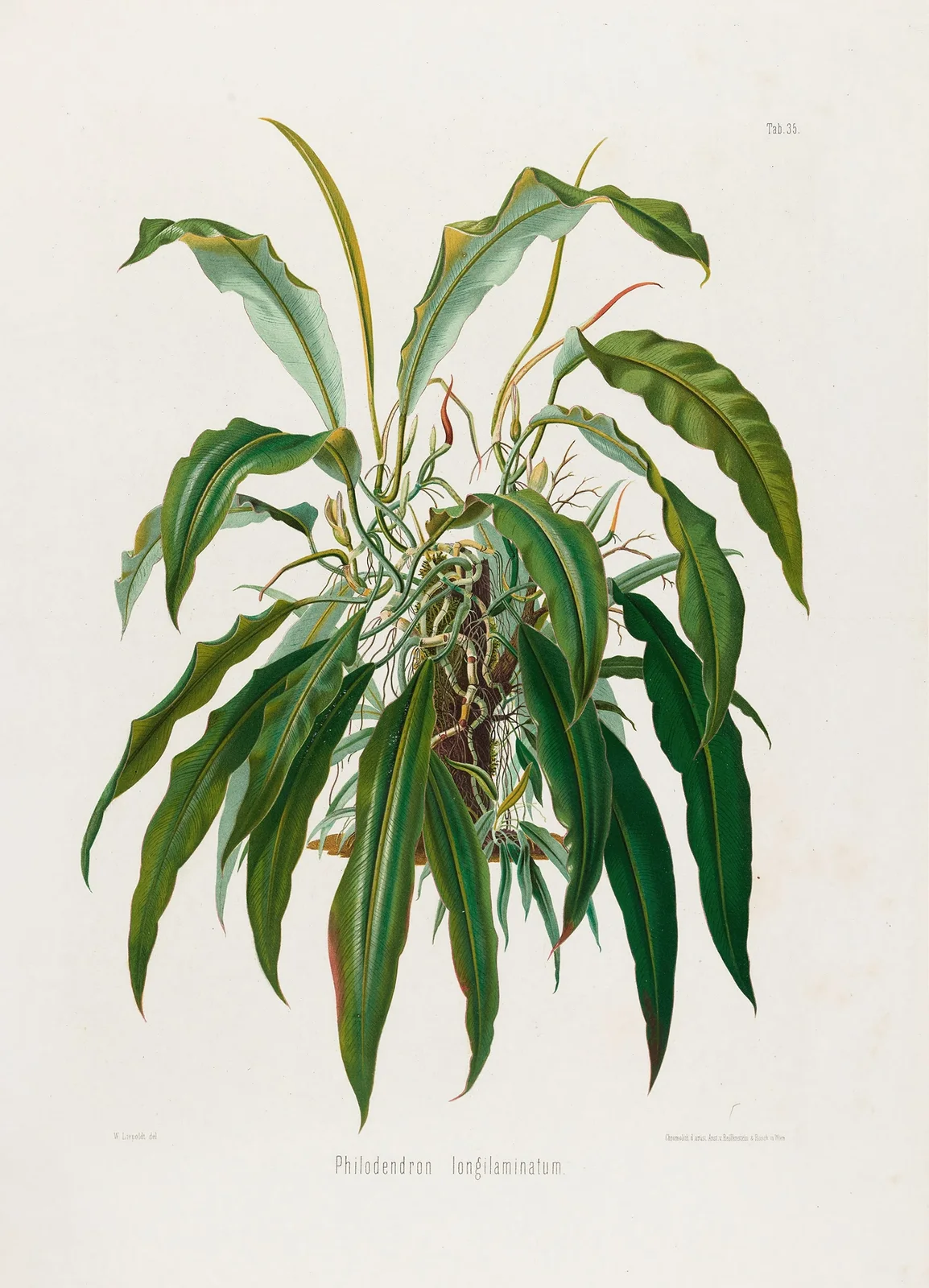 Aroideae Maximilianae Pl.35 av Heinrich Wilhelm Schott