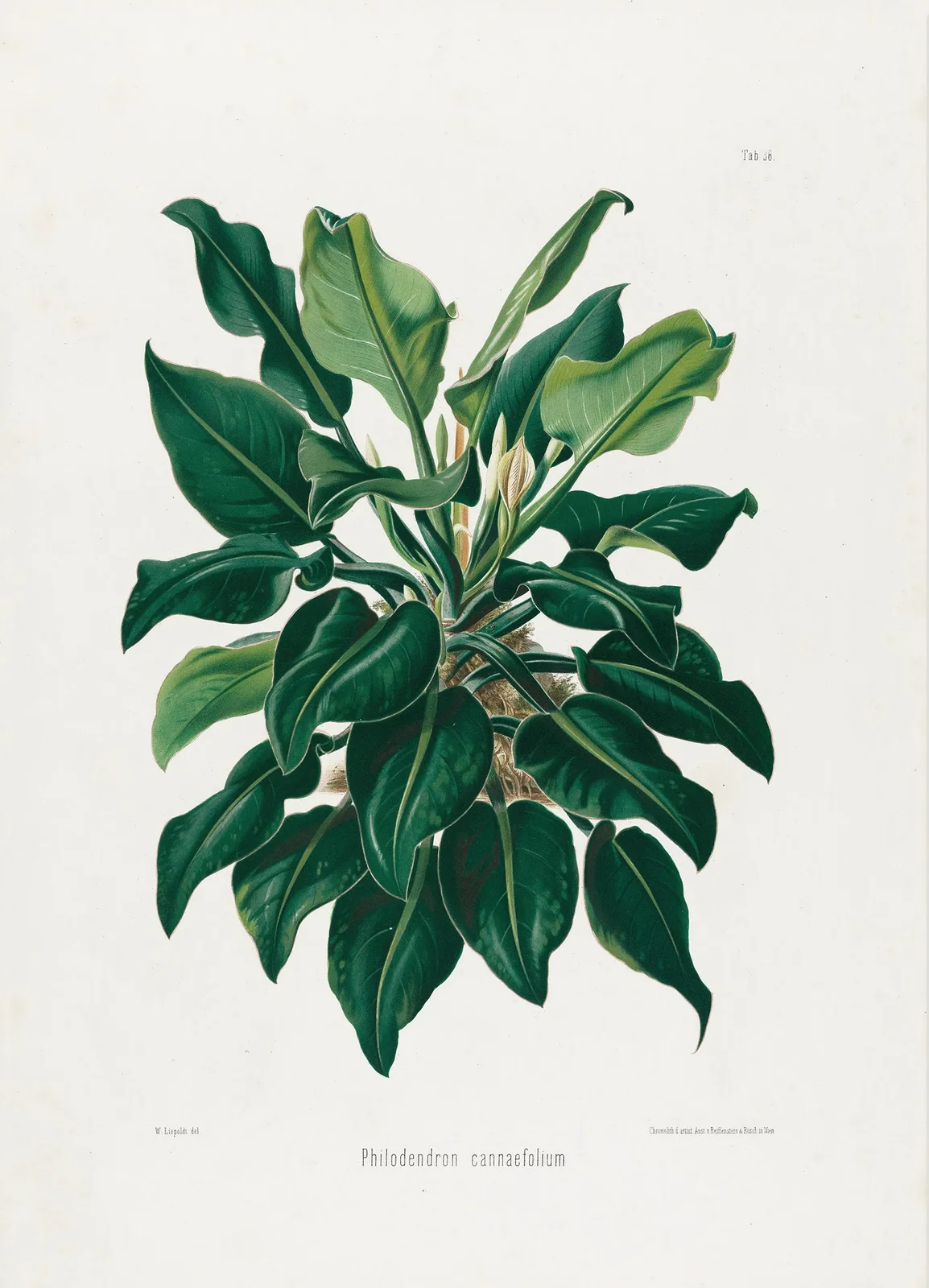 Aroideae Maximilianae Pl.38 av Heinrich Wilhelm Schott