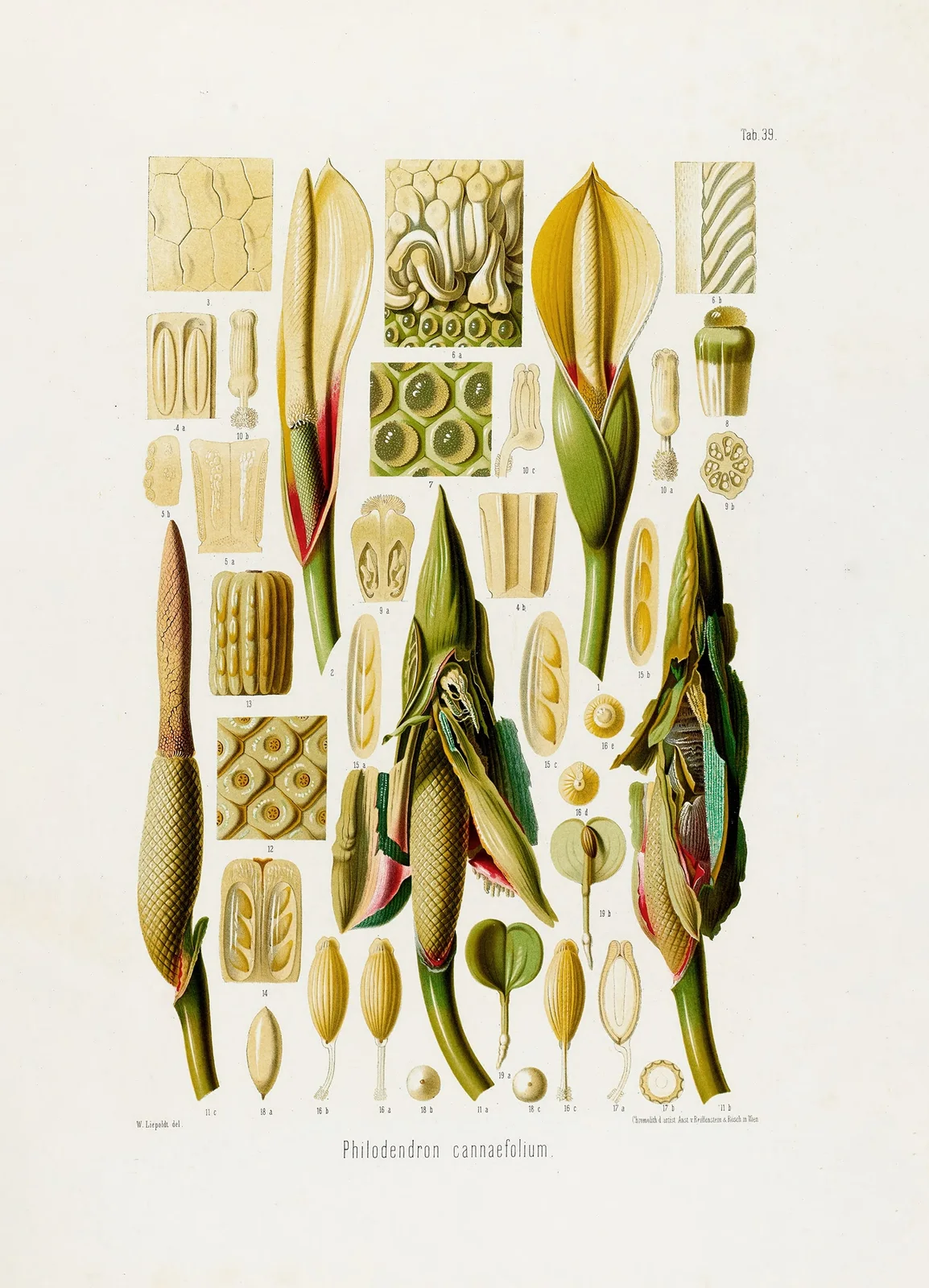 Aroideae Maximilianae Pl.39 av Heinrich Wilhelm Schott