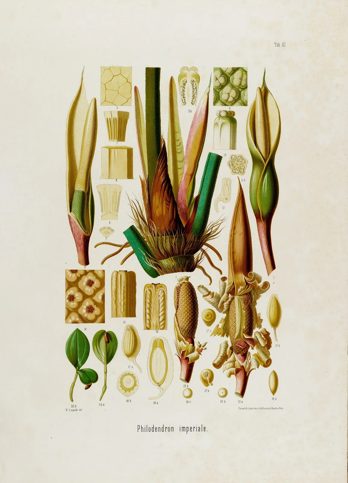 Aroideae Maximilianae Pl.42 av Heinrich Wilhelm Schott