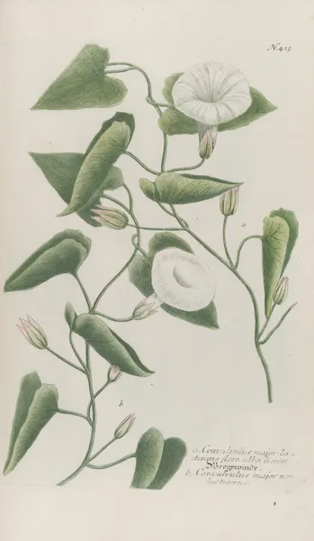 Phytanthoza iconographia Pl.136 av Johann Wilhelm Weinmann