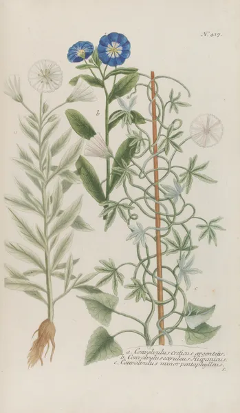 Phytanthoza iconographia Pl.140 av Johann Wilhelm Weinmann