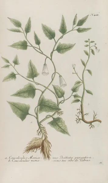 Phytanthoza iconographia Pl.144 av Johann Wilhelm Weinmann