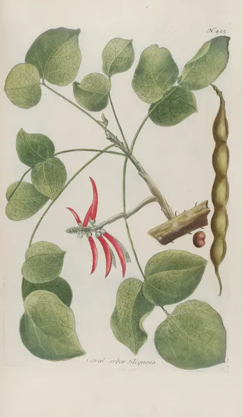 Phytanthoza iconographia Pl.148 av Johann Wilhelm Weinmann