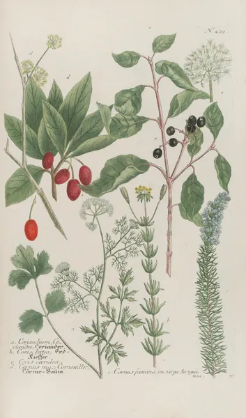 Phytanthoza iconographia Pl.152 av Johann Wilhelm Weinmann