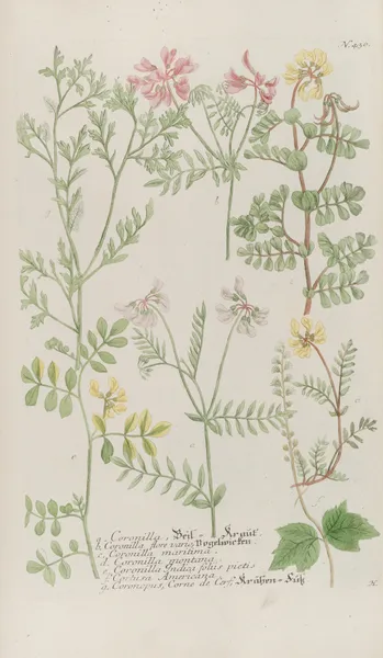 Phytanthoza iconographia Pl.153 av Johann Wilhelm Weinmann