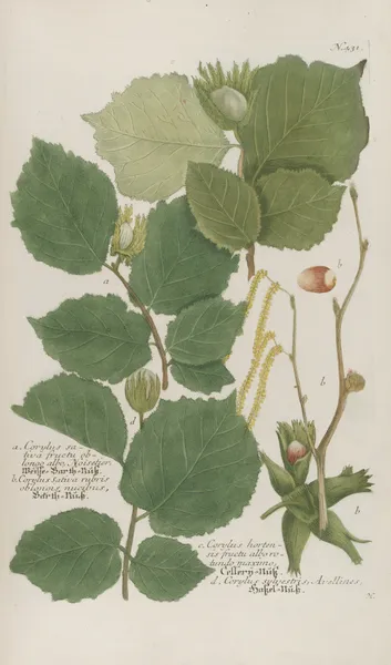 Phytanthoza iconographia Pl.154 av Johann Wilhelm Weinmann