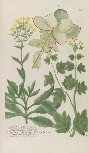 Phytanthoza iconographia Pl.157 av Johann Wilhelm Weinmann
