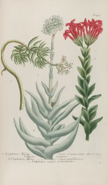 Phytanthoza iconographia Pl.158 av Johann Wilhelm Weinmann