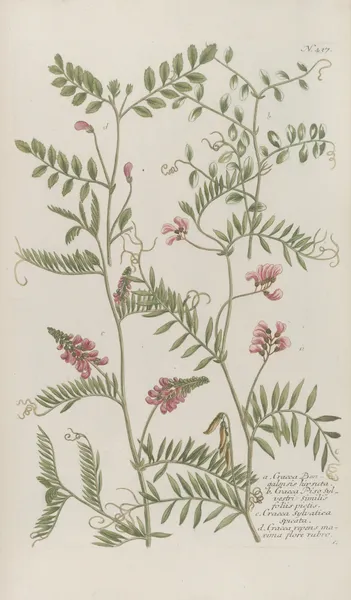 Phytanthoza iconographia Pl.160 av Johann Wilhelm Weinmann