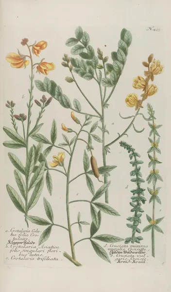 Phytanthoza iconographia Pl.162 av Johann Wilhelm Weinmann