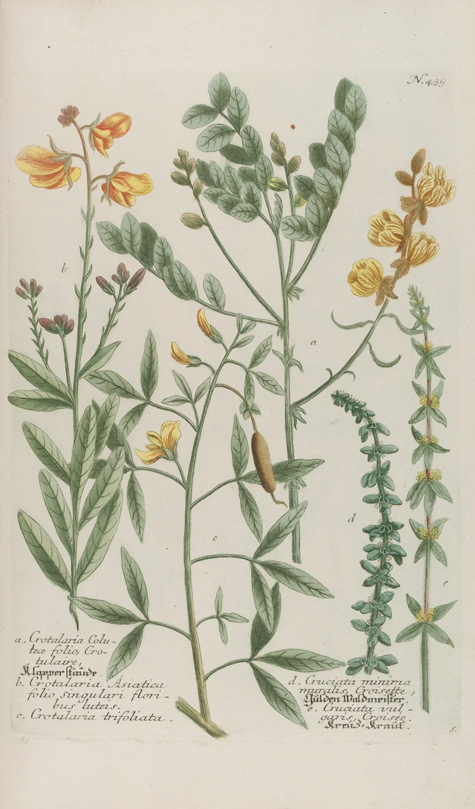 Phytanthoza iconographia Pl.162 av Johann Wilhelm Weinmann