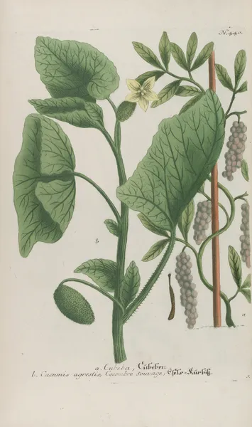 Phytanthoza iconographia Pl.163 av Johann Wilhelm Weinmann