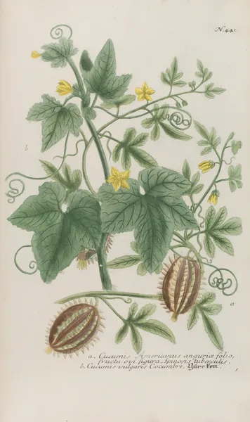 Phytanthoza iconographia Pl.164 av Johann Wilhelm Weinmann