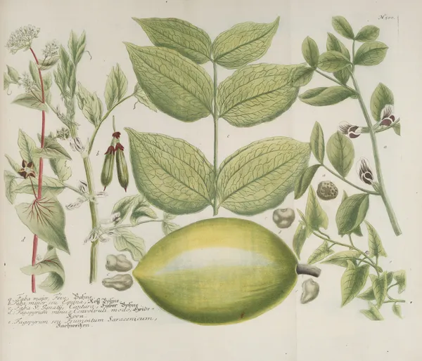 Phytanthoza iconographia Pl.223 av Johann Wilhelm Weinmann
