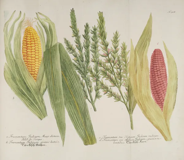 Phytanthoza iconographia Pl.241 av Johann Wilhelm Weinmann