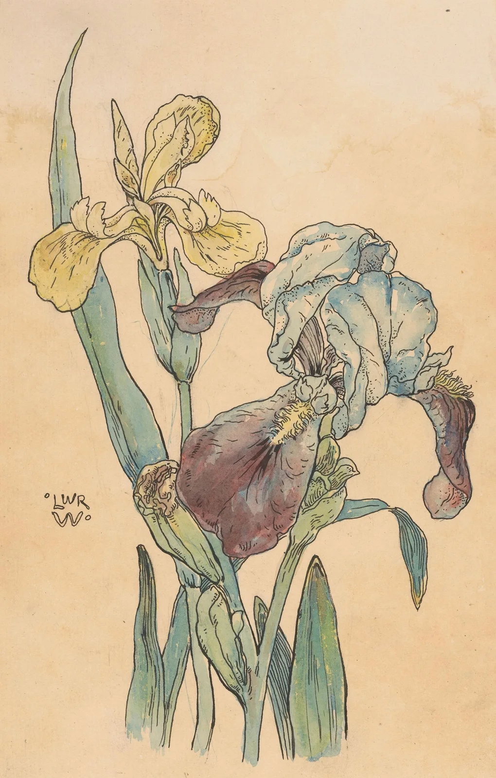 Iris (in or before 1893) av Willem Wenckebach