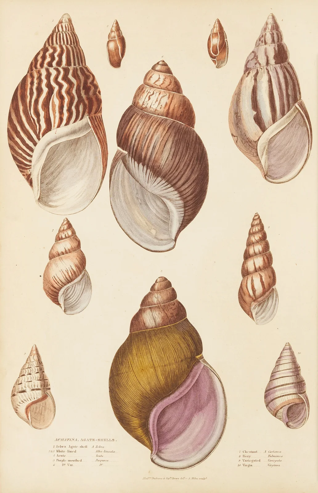 Agate-Shells av William MacGillivray