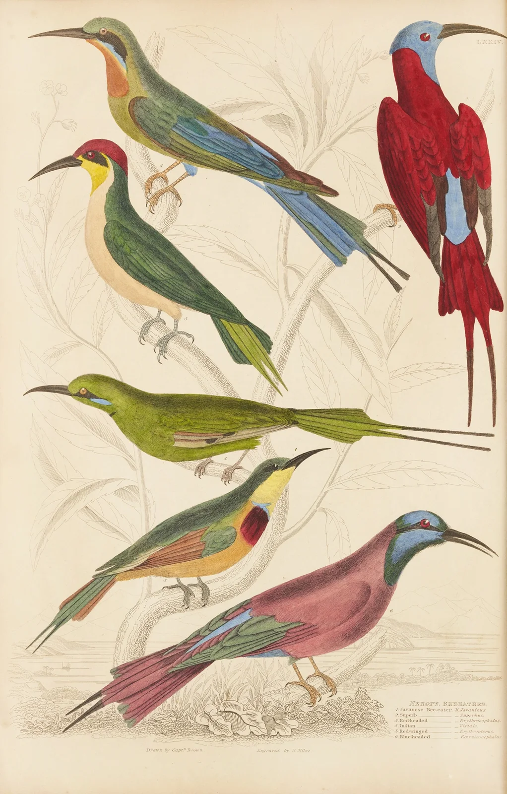 Bee-eaters av William MacGillivray