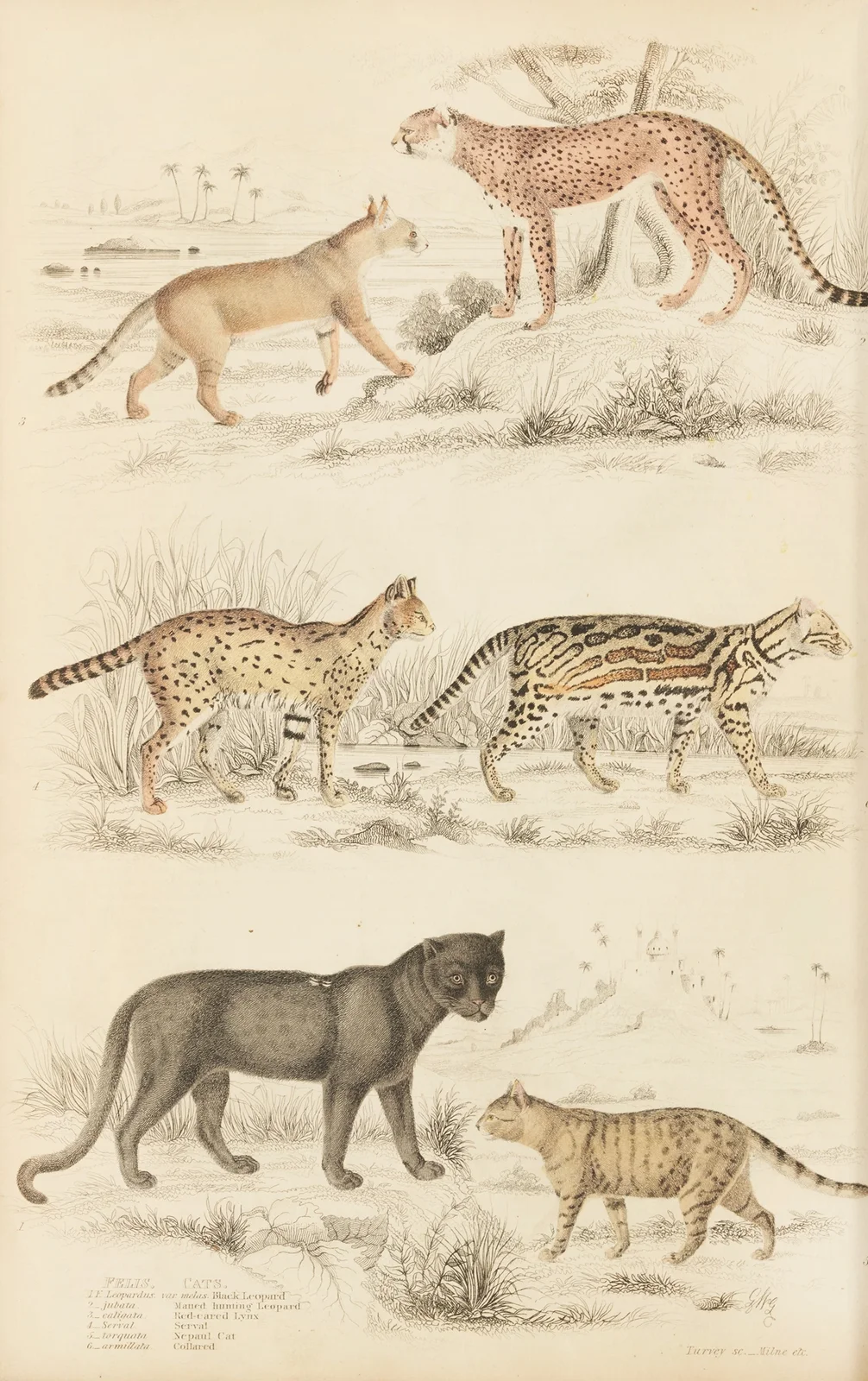Cats av William MacGillivray