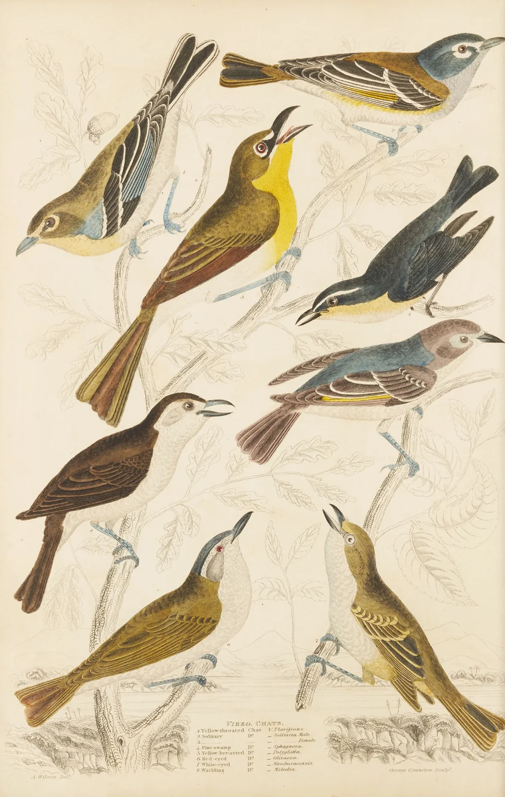 Chats av William MacGillivray