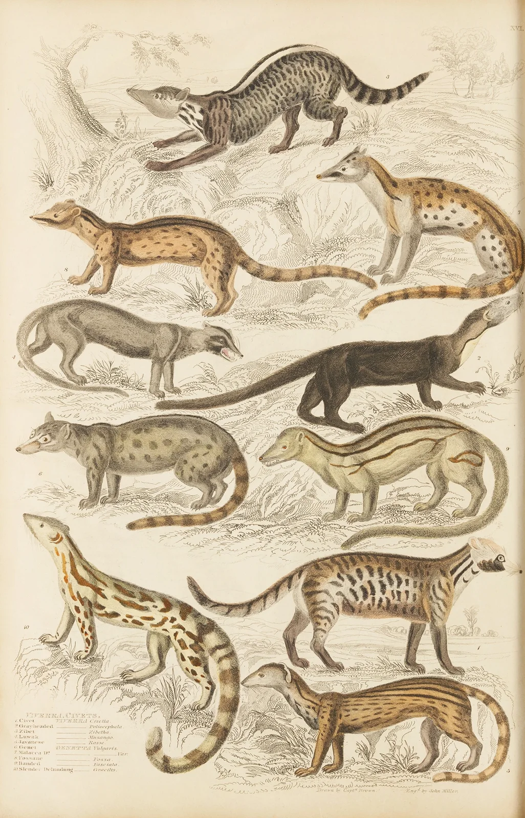 Civets av William MacGillivray