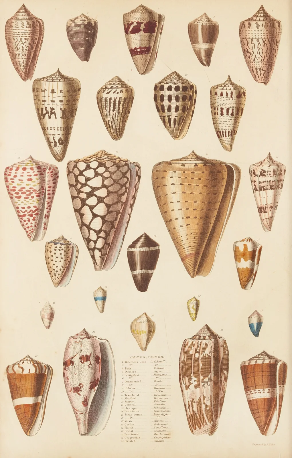Cones av William MacGillivray