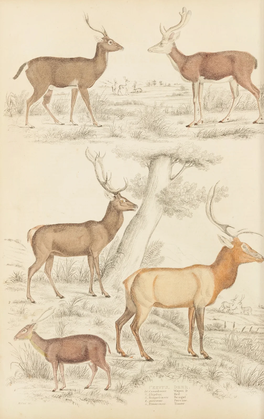 Deer av William MacGillivray